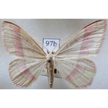 Rhodostrophia vibicaria (Clerck, 1759) Slovakia97b